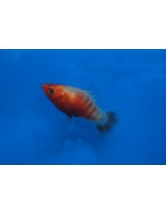 Platy Tigre rojo... 2