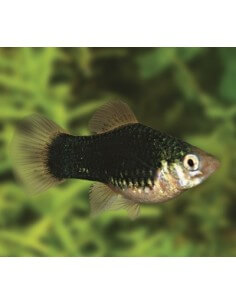 Platy Negro (Xiphophorus...