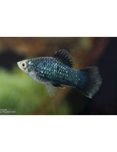 Platy Negro (Xiphophorus... 2
