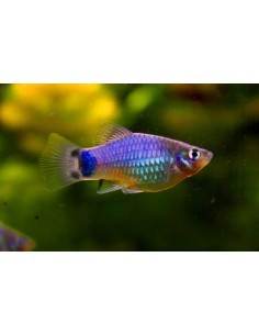 Platy Azul (Xiphophorus...
