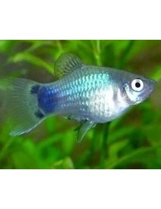 Platy Azul (Xiphophorus... 2