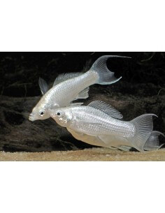 Molly Platino (Poecilia...