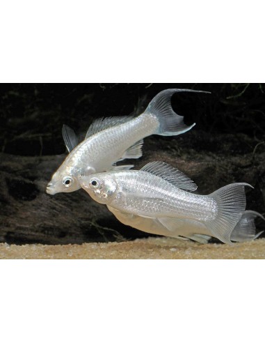 Molly Platino (Poecilia sphenops)