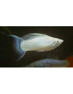 Molly Platino (Poecilia... 2