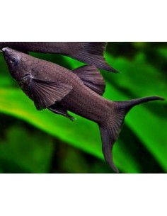 Molly Negra Lyra (Poecilia...