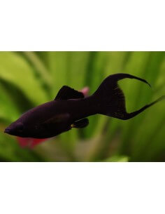 Molly Negra Lyra (Poecilia... 2
