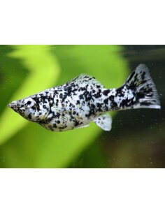 Molly Dalmata Comun...