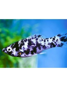 Molly Dalmata Comun... 2