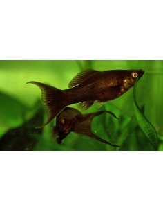 Molly Chocolate (Poecilia... 2