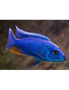 Blue Ahli (Sciaenochromis...