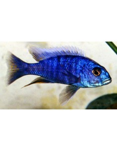 Blue Ahli (Sciaenochromis... 2