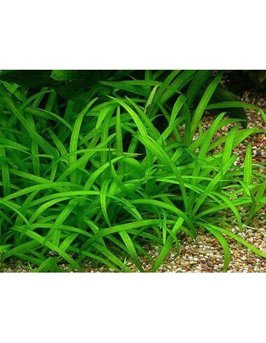 Sagittaria Subulata