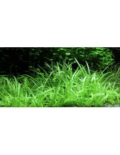 Sagittaria Subulata 2