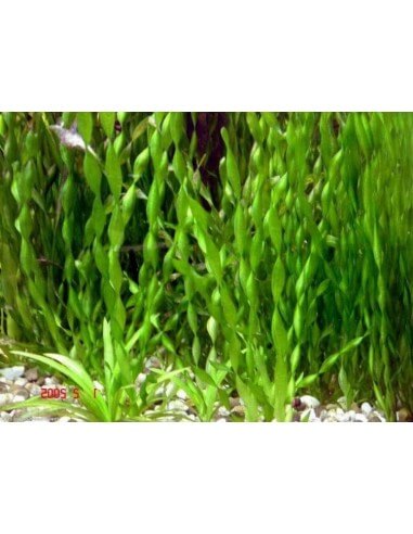 Vallisneria spiralis