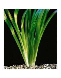 Vallisneria gigantea