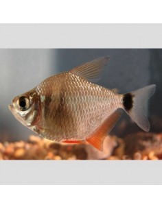 Relojito (Tetragonopterus... 2