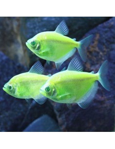 Monjita Verde Fluo... 2