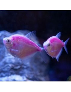 Monjita Rosa Fluo... 2