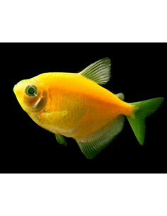 Monjita Amarilla Fluo...