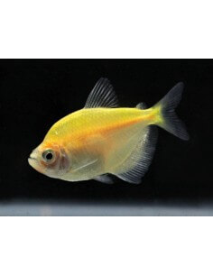 Monjita Amarilla Fluo... 2