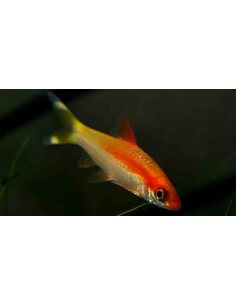 Denisoni Gold (Sahyadria...