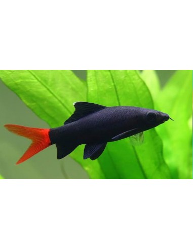 Labeo bicolor (Epalzeorhynchos bicolor)