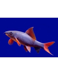 Labeo eritrurus...