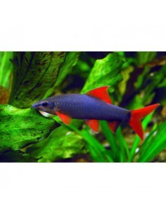 Labeo eritrurus... 2