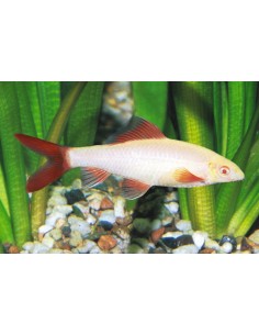 Labeo eritrurus albino...