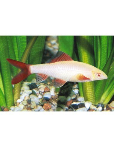 Labeo eritrurus albino...
