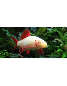 Labeo eritrurus albino... 2