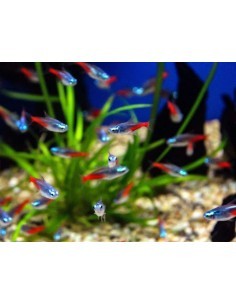 Tetra neon Diamond head...