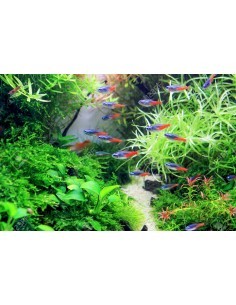 Tetra neon Diamond head... 2