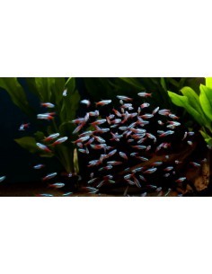 Tetra neon (Paracheirodon... 2