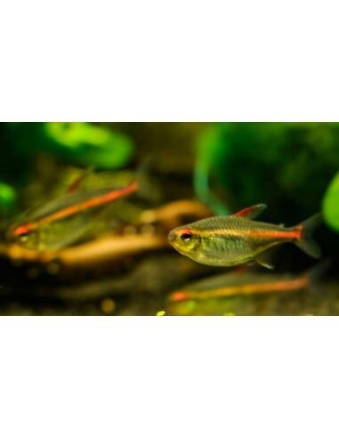 Tetra Glowlight (Hemigrammus...