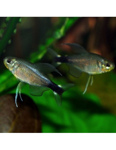 Tetra pigmeo (Hyphessobrycon elachys)