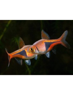 Rasbora arlequin...