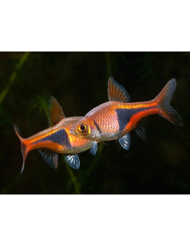 Rasbora arlequin (Trigonostoma...