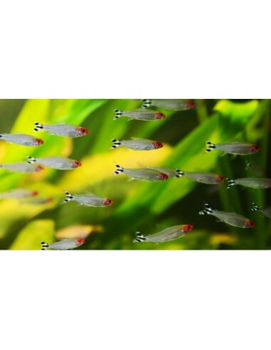 Tetra Borrachito (Hemmigramus bleheri)
