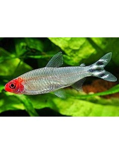 Tetra Borrachito... 2