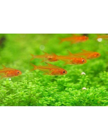 Tetra emperador negro (Nematobrycon...