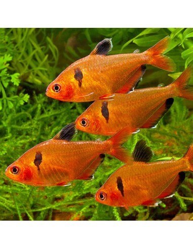 Tetra Serpae (Hyphessobrycon eques)