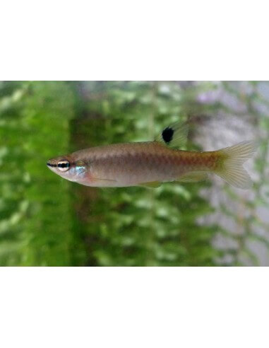 Tetra antifaz (Pyrrhulina australis)