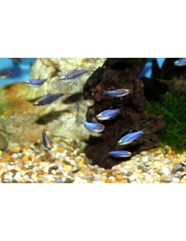 Royal Tetra Blue (Inpaichthys kerri)