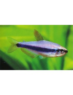 Royal Tetra Blue... 2