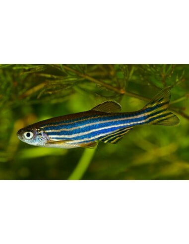 Cebrita Comun (Danio Rerio)