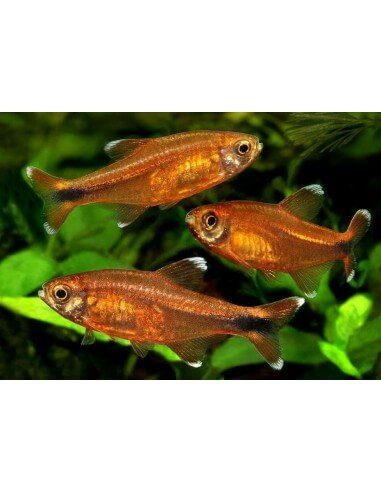 silver tip tetra