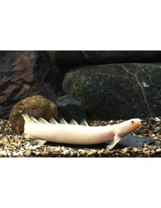 Bichir de Senegal albino... 2