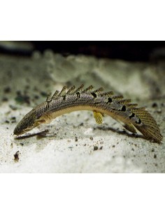 Armoured Bichir (Polypterus...