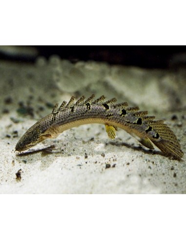 Armoured Bichir (Polypterus delhezi)